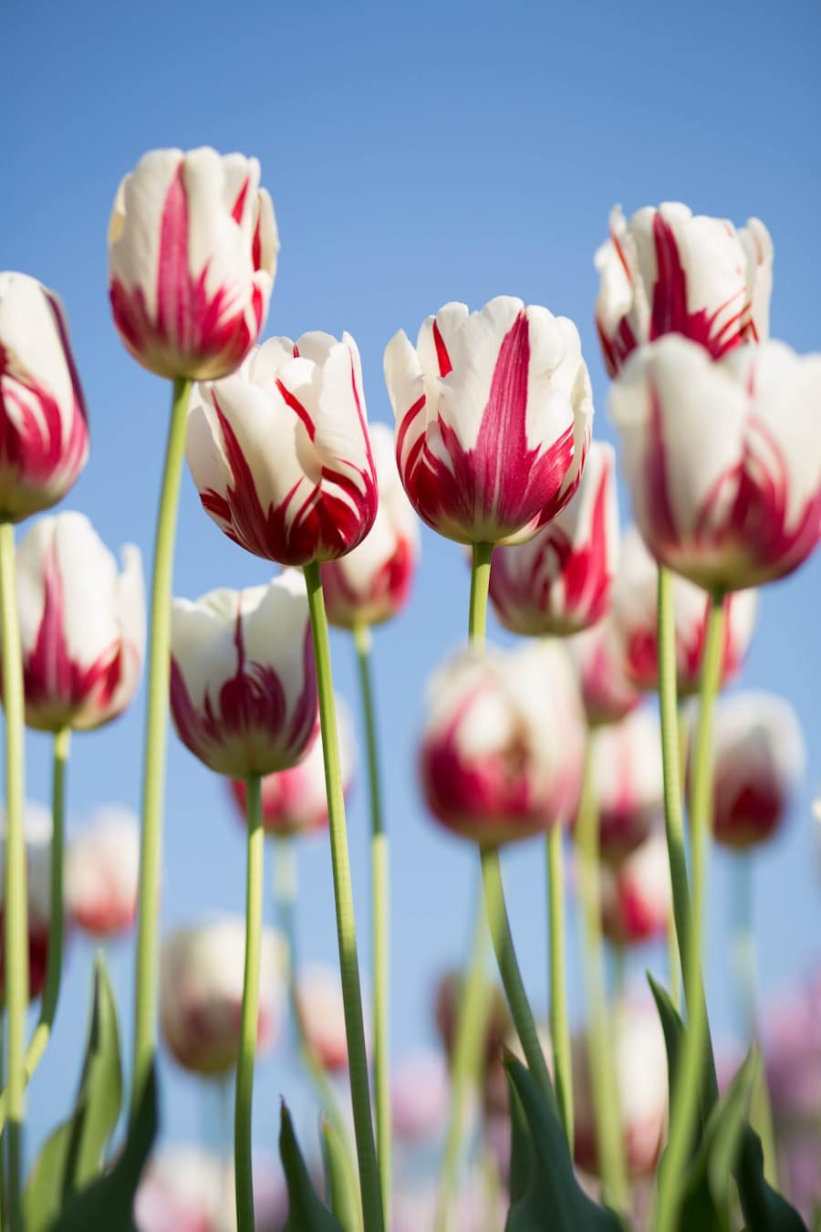 Tulipes blanches et rouges en pleine floraison